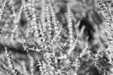 Mor lavanta. Yazın lavanta çiçeği. France Provence sahasında. Mor lavanta doğada çiçek açar. Doğanın bileşimi. Çiçek açan yaz çiçekleri. Çiçek tarlası. Lavanta tarlası.