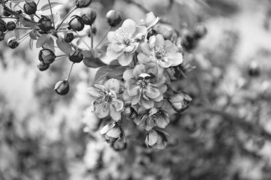 Çiçekli sakura çiçeği. Çiçekli sakura çiçeği. Çiçekli sakura dalda çiçek açıyor. Çiçekli sakura çiçeğinin fotoğrafı..