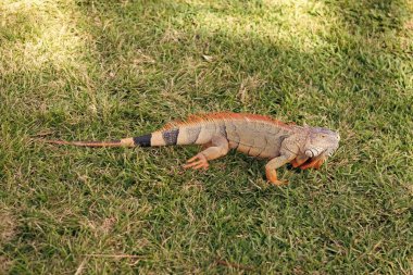 Doğadaki sürüngen hayvan. Vahşi yaşam hayvanat bahçesi ormanda. Tropikal ormanda iguana kertenkelesi. Amerikan iguana otçul kertenkelesi. Egzotik iguana sürüngeni. Egzotik hayvan. Vahşi yaşam hayvanı. Büyük iguana kuyruğu.