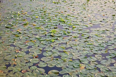 Lily 'nin geçmişi. Nilüfer yaprağının doğal arka planı. Göletteki nilüferlerin arka planı. Su zambağı gölet suyunda yapraklanır. Güzel nilüfer yaprakları.