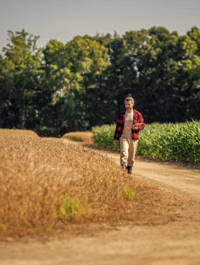 Modern tarımın teknolojisi. Tarlada tabletle çalışan çiftçi. Tablet çekli İspanyol çiftçi. Ekin hasadı. Tarlada tableti olan çiftçi tarımcı adam. Taze hasat edilmiş mahsul..