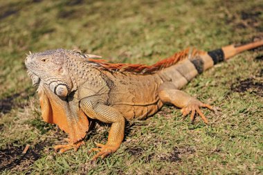 Egzotik sürüngen hayvanı. Vahşi yaşam hayvanı. Tropikal yağmur ormanlarındaki sürüngen hayvan. Vahşi yaşam hayvanat bahçesi ormanı. Ormanda iguana kertenkelesi. Amerikan iguana otçul kertenkelesi. Egzotik iguana sürüngeni. İguana türleri.
