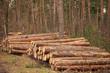 Kereste endüstrisi. Ormanların yok edilmesi. Ormandaki ağaç kütüğü. Çam ağacı kütüğü. Yumuşak kereste. Ormanların tahrip edilmesi ve kesilmesi. Kesik odun yığını. Ağaç kütüğü, kereste kütüğü. Kereste hasadı. Ormanda odun kesme.