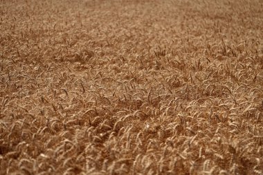 Tohum olgunlaşmış doğa arka planı. Altın mahsul ve buğday kulağı. Yazın çavdar tarlası olan tarım arazisi. Tarım buğday tarlası. Bir tarım çiftliğinde tarla. Çiftçilik. Ekin tarlası. Çavdar çeşitleri.