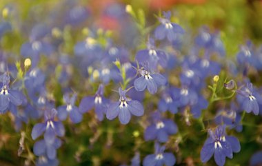 Lobelia çiçeği. Makroda çiçek açan lobelia, seçici odaklanma. Açık hava çiçekleri. Mavi lobelia çiçeği. Doğal çiçek bitkisi. Flora Doğa. Mavi çiçek arka planı. Çiçek lobelia mavi arkaplan.