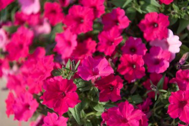 Petunya çiçeği. Canlı petunya bahçesi çiçeği büyüyor. Petunya çiçeği doğada. Yaz doğası. Çiçek açan bitkinin canlı infloresanları. Petunya çiçeği. Çiçekli arkaplan.