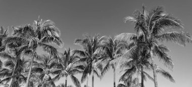 Florida 'da yaz tatili. Kaliforniya palmiyesi. Miami 'de tropik bir sahil. Palmiye ağacıyla tropik bir açık hava sahnesi. Tropik yaz tatili. Egzotik doğa. Palmiye ağacı. Tropik palmiye koruluğu.