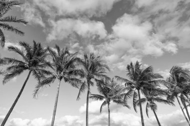 Florida 'da yaz tatili. Kaliforniya palmiyesi. Miami 'de tropik bir sahil. Palmiye ağacıyla tropik bir açık hava sahnesi. Tropik yaz tatili. Egzotik doğa. Palmiye ağacı. Tropik palmiye koruluğu.