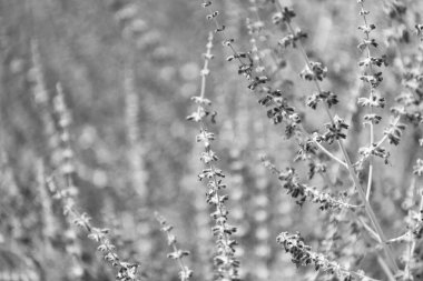 Lavanta tarlası. Yazın lavanta çiçeği. France Provence sahasında. Mor lavanta doğada çiçek açar. Doğanın bileşimi. Çiçek açan yaz çiçekleri. Çiçek tarlası. Yaz doğası.