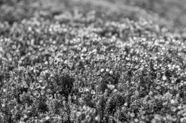 Dağ keneviri çiçeği. Pembe dağ keneviri çiçeği. Doğada dağ keneviri çiçeğinin kır çiçeği olan bir çayır. Yaz doğası. Çiçek açan bitki. Felsefe çiçeği vurgu vurgusu..