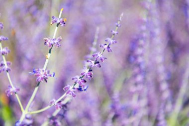 Provence alanı. Mor lavanta doğada çiçek açar. Doğanın bileşimi. Çiçek açan yaz çiçekleri. Çiçek tarlası. Lavanta tarlası. Yazın lavanta çiçeği. Mor arkaplan.