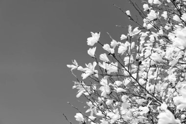 Bahar doğası. Çiçekli manolya ağacı. Çiçekli manolya. Manolya çiçeği ve çiçek. Güzel bir bahar sezonu. Mavi gökyüzüne karşı pembe manolya çiçeği. Çiçek dalları.