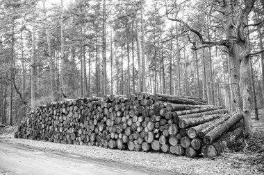 Ağaç kütüğü, kereste kütüğü. Kereste hasadı. Kereste endüstrisi. Timber ürün deposu. Ormandaki ağaç kütüğü. Çam ağacı kütüğü. Yumuşak kereste. Ormanların tahrip edilmesi ve kesilmesi. Kesik odun yığını.