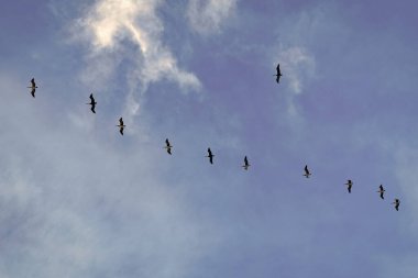 Pelikan gökyüzünde uçuyor. Kuş sürüsü. Hayvan ve doğa. Göç sırasında pelikan uçuşu. Kuş düzende uçuyor. Kuşlar göç ediyor. Pelikan kuşu sürüsü. Göç eden kuşların göçü.