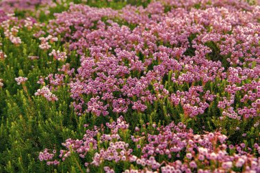 Doğada dağ keneviri çiçeğinin kır çiçeği olan bir çayır. Yaz doğası. Çiçek açan bitki. Çiçek açan arka plan. Dağ keneviri çiçeği. Pembe dağ keneviri çiçeği..