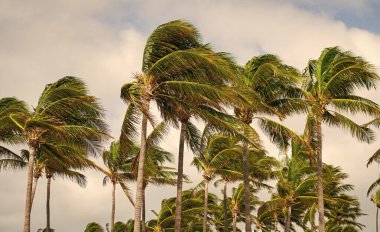 Florida Kasırgası. Kasırgada palmiye ağacı. Miami 'de tropik bir sahil. Palmiye ağacıyla tropik rüzgarlı hava. Güçlü rüzgar. Egzotik doğa. Rüzgarlı havada palmiye ağacı. Sallanan palmiye ağaçları.