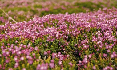 Pembe dağ keneviri çiçeği. Doğada dağ keneviri çiçeğinin kır çiçeği olan bir çayır. Yaz doğası. Çiçek açan bitki. Felsefe bitkisi çiçeği. Dağ keneviri çiçeği..