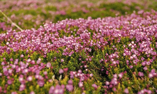 Pembe dağ keneviri çiçeği. Doğada dağ keneviri çiçeğinin kır çiçeği olan bir çayır. Yaz doğası. Çiçek açan bitki. Felsefe bitkisi çiçeği. Dağ keneviri çiçeği..