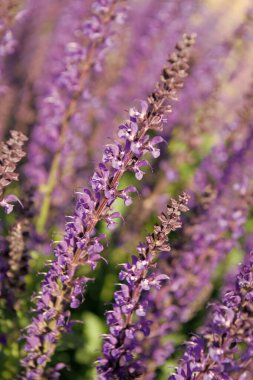 Lavanta tarlası. Yazın lavanta çiçeği. France Provence sahasında. Mor lavanta doğada çiçek açar. Doğanın bileşimi. Çiçek açan yaz çiçekleri. Çiçek tarlası. Yaz doğası.