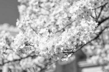 Sakura ağacı çiçeği. Ağaçtaki güzel, pembe bir çiçek. Baharda çiçek açan Sakura ağacı. Güzel bir bahar sezonu. Sakura ağacı çiçeği. Bahar doğası. Kiraz Bahçesi.