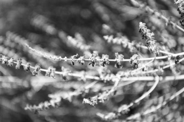 Doğanın bileşimi. Çiçek açan yaz çiçekleri. Çiçek tarlası. Lavanta tarlası. Yazın lavanta çiçeği. France Provence sahasında. Mor lavanta doğada çiçek açar. Aromaterapi kavramı.