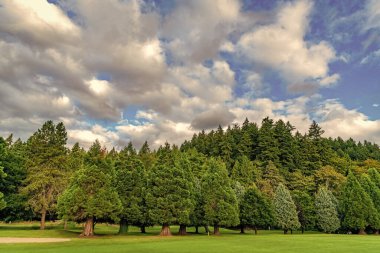 Bulutlu bir günde yaz manzarası. Çevre ve ekoloji. Selvi ağacı parkı olan yeşil orman. Ağaçlı yeşil bir manzara. Doğa manzarası. Güzel park manzarası. Bereketli yeşil orman parkı.