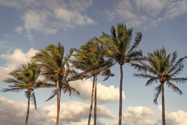 Kaliforniya palmiyesi. Miami 'de tropik bir sahil. Palmiye ağacıyla tropik bir açık hava sahnesi. Tropik yaz tatili. Egzotik doğa. Palmiye ağacı. Miami, Florida 'da yaz tatili. Palmiye yaprakları.