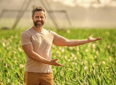 Su fıskiyesi sulama mahsulü. Damlatma sulama sistemi. Ekin sulama. Tarım ve tarım. Sulama sistemi tarımı suluyor. Fıskiye sulama. Çiftçi sunar.