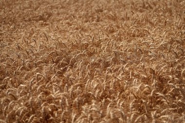 Olgun arpa tarlası. Arpa hasadı. Yazın hasat zamanı. Olgun buğday hasadıyla tarım tarlası. Kır çiftçiliği. Arpa taneciği ve dikenli diken. Buğday kulağı geçmişi. Hasat festivali.