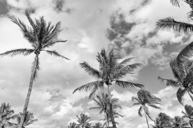 Kaliforniya palmiyesi. Miami 'de tropik bir sahil. Palmiye ağacıyla tropik bir açık hava sahnesi. Tropik yaz tatili. Egzotik doğa. Palmiye ağacı. Miami güney sahilinde yaz tatili. Sallanan palmiye ağacı.