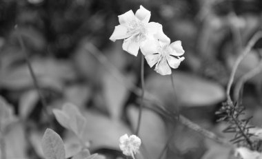 Eritranyum montanyum çiçeği. Kırılgan taç yapraklarıyla çığ çiçeği. Doğada Lily çiçeği. Yaz doğası. Çiçekli eritranyum, kopyalama uzayı. Nilüfer çiçeği. Çiçek doğası.