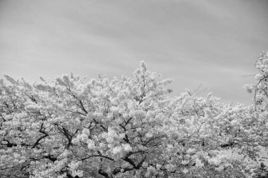 Sakura çiçeğinin fotoğrafı, kopyalama uzayı. Çiçekli sakura çiçeği. Çiçek açan sakura çiçeği. Bahar sakura dalda çiçek açıyor..