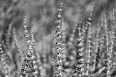 Lavanta Sprig 'i. Lavanta tarlası. Yazın lavanta çiçeği. France Provence sahasında. Mor lavanta doğada çiçek açar. Doğanın bileşimi. Çiçek açan yaz çiçekleri. Çiçek tarlası.