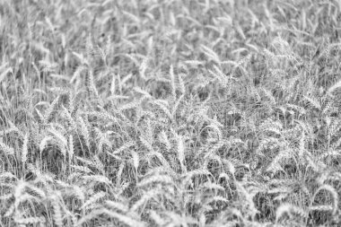 Tarım ve tarım. Arpa kulaklı çivi. Tarla ekimi tarlası. Kırsal kesimde buğday uçuşuyordu. Tarım arazisi. Kırsal alanda mahsul. Yetiştirme işi. Arpa otu. Olgun buğday hasadı.