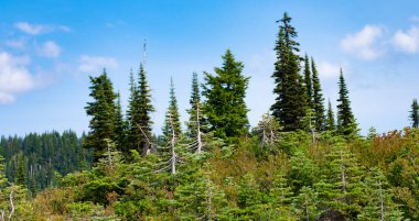 Manzaranın doğası. Manzaralı orman manzarası. Ormanlı tepe manzarası. Doğa dağ ormanı. Dağdaki yeşil orman manzarası. Karışık Ormanın Doğası.