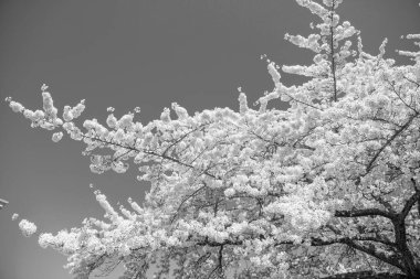 Ağaçtaki güzel, pembe bir çiçek. Baharda çiçek açan Sakura ağacı. Güzel bir bahar sezonu. Sakura ağacı çiçeği. Bahar doğası. Sakura ağacı çiçeği. Kiraz rengi gölgelik.