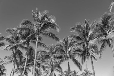 Tropik yaz tatili. Egzotik doğa. Palmiye ağacı. Miami güney sahilinde yaz tatili. Kaliforniya palmiyesi. Miami 'de tropik bir sahil. Palmiye ağacıyla tropik bir açık hava sahnesi. Yükselen palmiye örtüsü.