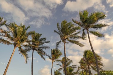 Kaliforniya palmiyesi. Miami 'de tropik bir sahil. Palmiye ağacıyla tropik bir açık hava sahnesi. Tropik yaz tatili. Egzotik doğa. Palmiye ağacı. Miami, Florida 'da yaz tatili. Palmiye yaprakları.