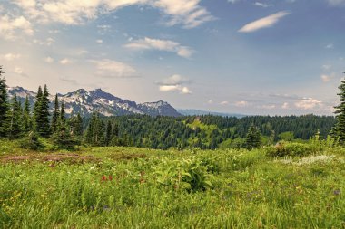 Çayırın doğa manzarası. Vadi ve dağ manzarası. Dağ vadisi. Çam ağacı ve ormanlı dağ manzarası. Manzara kozalaklı orman. Yeşil vadi manzarası. Doğa tazeliği.