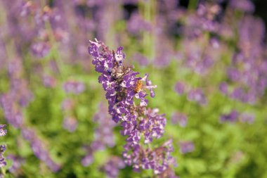 Mor lavanta doğada çiçek açar. Doğanın bileşimi. Çiçek açan yaz çiçekleri. Çiçek tarlası. Lavanta tarlası. Yazın lavanta çiçeği. France Provence sahasında. Lavanta yağı.