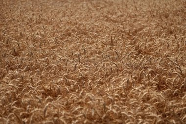 Buğday ya da arpa tarlası. Çavdar ekili ekin hasadı..