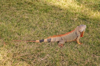 Doğadaki sürüngen hayvan. Vahşi yaşam hayvanat bahçesi ormanda. Tropikal ormanda iguana kertenkelesi. Amerikan iguana otçul kertenkelesi. Egzotik iguana sürüngeni. Egzotik hayvan. Vahşi yaşam hayvanı. Büyük iguana kuyruğu.