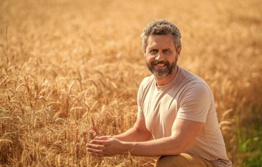 İspanyol çiftçi tarla hasadını kontrol ediyor. Tarımcı çiftçi adam. Ürün koruması. Tarım çiftliği. Buğday tarlasında çiftçi. Hasat ve çiftçilik. Tarlada çiftçi. Çalışan tarım.