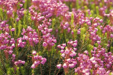 Doğada dağ keneviri çiçeğinin kır çiçeği olan bir çayır. Yaz doğası. Çiçek açan bitki. Çiçek açan arka plan. Dağ keneviri çiçeği. Pembe dağ keneviri çiçeği..