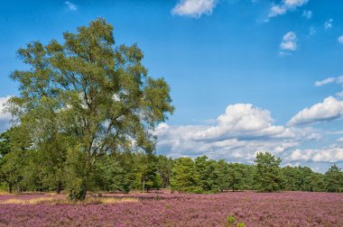 manzara mavi gökyüzü, bulutlar, ağaçlar ve ve heide çayır