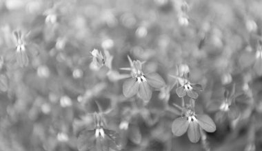 Makroda çiçek açan lobelia, seçici odaklanma. Açık hava çiçekleri. Mavi lobelia çiçeği. Doğal çiçek bitkisi. Çiçek açan arka plan. Çiçek lobelia mavi arka plan. Lobelia çiçeği.