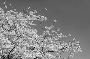 Çiçekli Sakura ağacı. Çiçek açan Sakura. Sakura çiçeği ve çiçek. Güzel bir bahar sezonu. Mavi gökyüzüne karşı pembe Sakura çiçeği. Bahar doğası. Kiraz ağacı bahçesi.