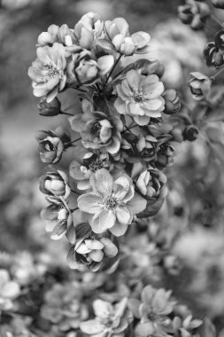 Çiçekli sakura çiçeğinin makro fotoğrafı. Çiçekli sakura çiçeği. Çiçekli sakura dalda çiçek açıyor. Çiçekli sakura çiçeğinin fotoğrafı..