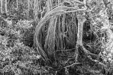 Ağaç kökü. Ormandaki mangrov ağacı. Mangrov ormanında dal köklü bir ağaç. Banyan ya da Banian bitkisi. Ficus benghalensis veya Hint banyan ağacı.