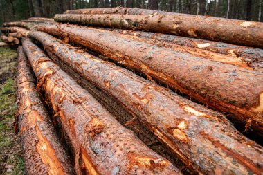 Bir yığın doğranmış odun. Kereste endüstrisi. Ormanların yok edilmesi çevresel bir sorun. Kesik odun yığını. Tarım ve ormancılık teması. Ahşap malzeme ve kereste ticareti. Ormandaki ağaç kütüğü.